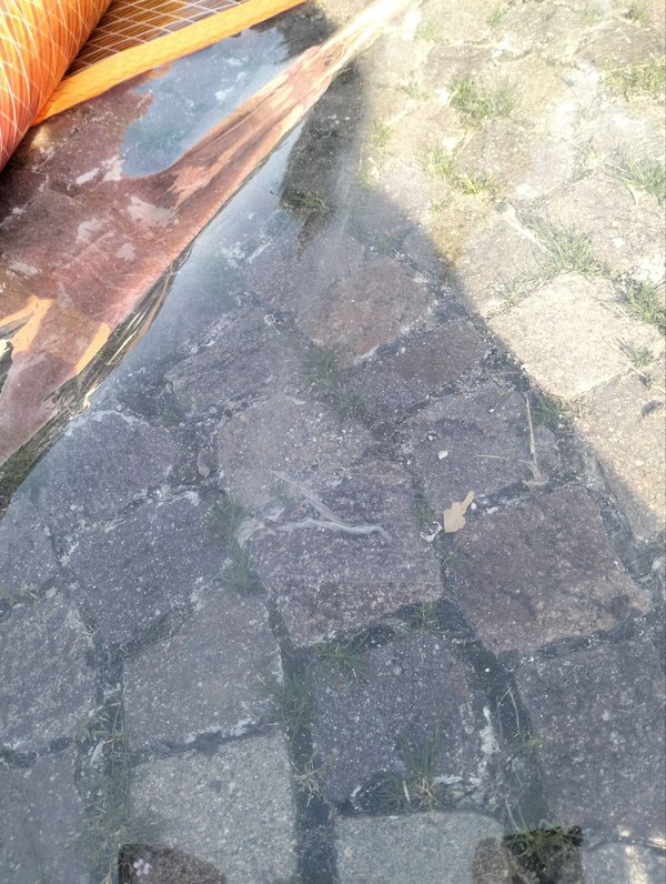 Neil Pryde - Wizard 5.4